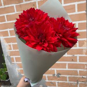 Букет георгин "Багровый закат"