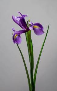 Ирис синий