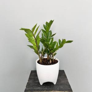 Замиокулькас