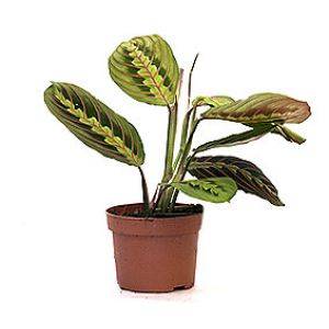 Маранта в горшке