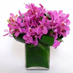 Орхидеи окропляют