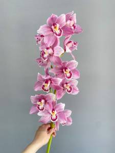 Орхидея цимбидиум 