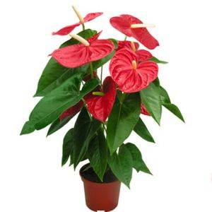 Цветок Антуриум