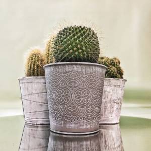 Кактус в ассортименте