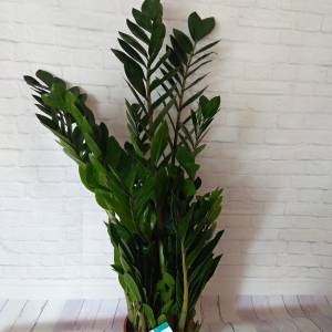 Замиокулькас домашний