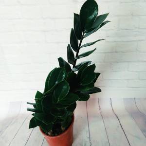 Замиокулькас