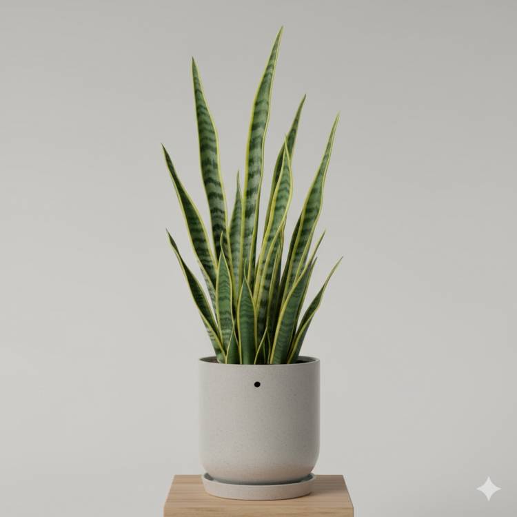 Сансевиерия (Тещин язык) Сансевиерия (Тещин язык)