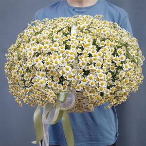 Корзина ромашек
